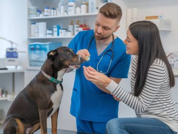 Le cbd et les animaux de compagnie : avantages et précautions