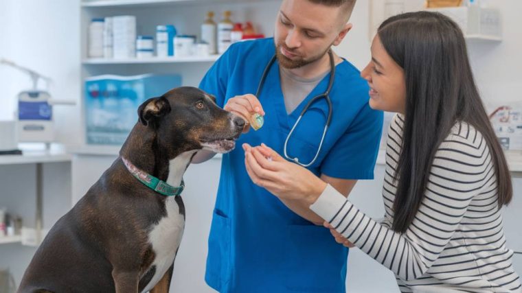Le cbd et les animaux de compagnie : avantages et précautions