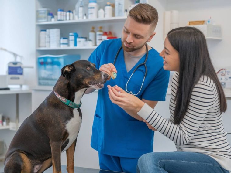 Le cbd et les animaux de compagnie : avantages et précautions