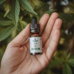 Le cbd et les animaux de compagnie : avantages et précautions