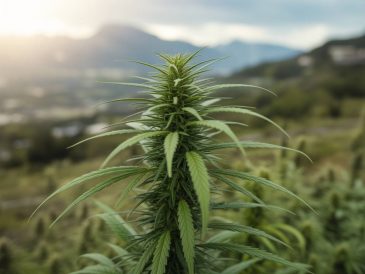 CBD et grossesse : précautions, études récentes et recommandations