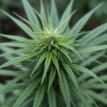CBD et grossesse : précautions, études récentes et recommandations