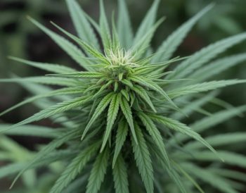 Le CBD et la santé cardiovasculaire : explorons les effets sur le cœur et la circulation