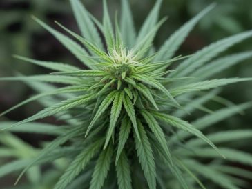 Le CBD et la santé cardiovasculaire : explorons les effets sur le cœur et la circulation