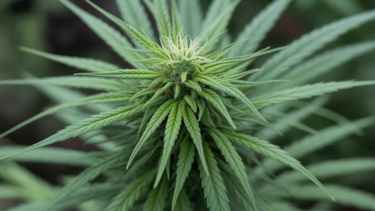 Le CBD et la santé cardiovasculaire : explorons les effets sur le cœur et la circulation