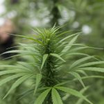 CBD et migraines : une solution naturelle pour soulager les maux de tête persistants