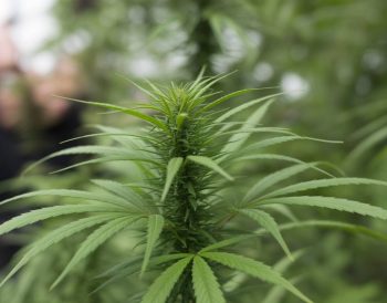 CBD et immunité : comment le cannabidiol influence nos défenses naturelles