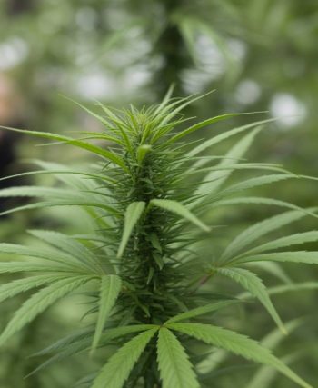 CBD et immunité : comment le cannabidiol influence nos défenses naturelles