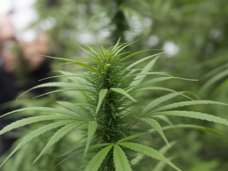 CBD et immunité : comment le cannabidiol influence nos défenses naturelles