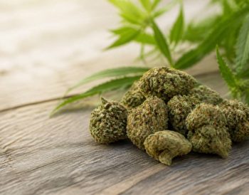 Fleurs de chanvre : guide complet pour bien les choisir et les utiliser