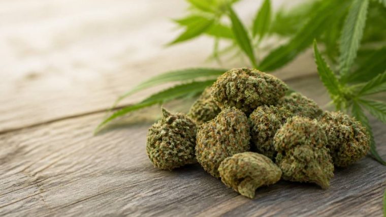 Fleurs de chanvre : guide complet pour bien les choisir et les utiliser