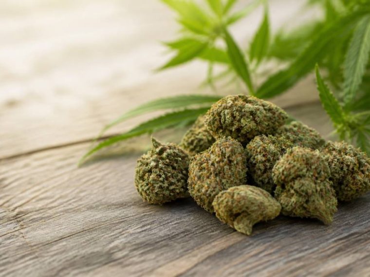Fleurs de chanvre : guide complet pour bien les choisir et les utiliser