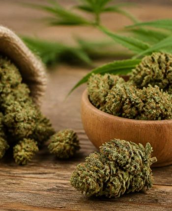 Fleurs de chanvre cbd : guide complet pour bien choisir et utiliser ce produit
