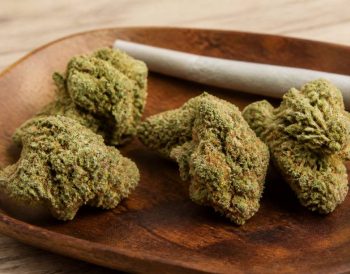 Amnésia haze : effets, caractéristiques et conseils pour bien la choisir