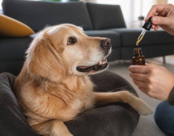 Cbd pour chien : bienfaits, dosage et conseils d’utilisation