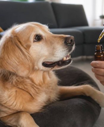 Cbd pour chien : bienfaits, dosage et conseils d’utilisation