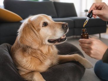 Cbd pour chien : bienfaits, dosage et conseils d’utilisation
