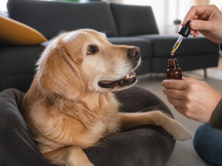 Cbd pour chien : bienfaits, dosage et conseils d’utilisation