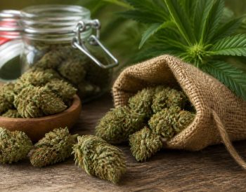Fleur de canabise : guide complet pour bien la choisir et l’utiliser