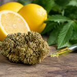 Cannabidiol pour chat : bienfaits potentiels et précautions d’utilisation