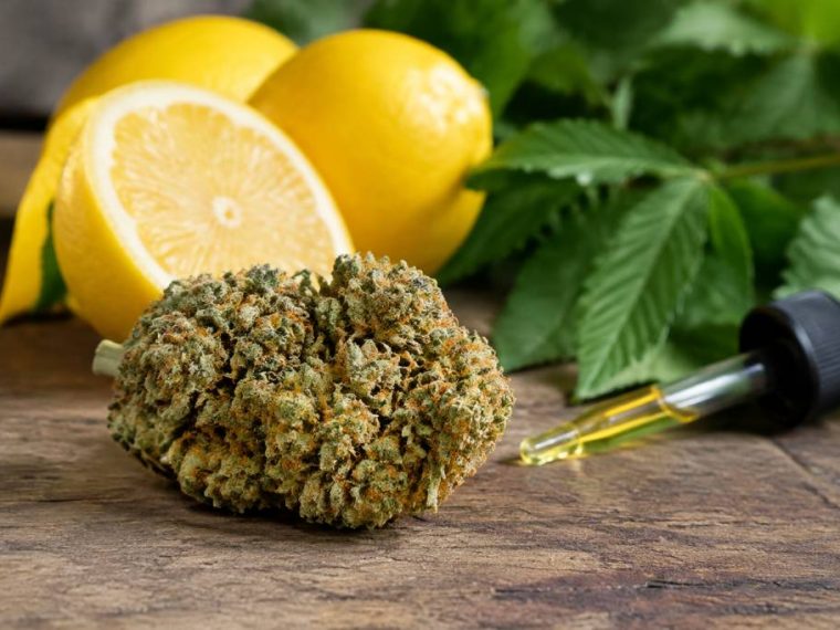 Sour diesel : effets, arômes et conseils pour bien choisir en cbd