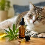 Sour diesel : effets, arômes et conseils pour bien choisir en cbd